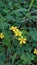 Yellow Wallflower Tom Thumb - Latin name - Erysimum cheiri Tom Thumbduring summers
