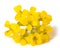 Yellow Wallflowers