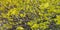 Yellow wallpapers. Spring background. Flowers on a bush photo