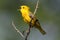 Yellow Warbler