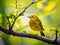 Yellow Warbler