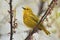 Yellow Warbler