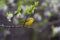 Yellow Warbler   805413