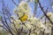 Yellow Warbler   805419