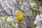 Yellow Warbler   805425