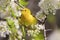 Yellow Warbler   805433