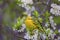 Yellow Warbler   805458
