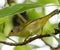 Yellow Warbler Bird