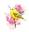 Yellow Warbler Bird on the branch with flowers Watercolor Fall Illustration Hand Painted