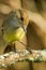 Yellow warbler bird in the Galapagos islands