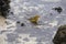 Yellow Warbler, dendroica petechia, Adult having Bath, Galapagos Islands