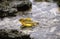 Yellow Warbler, dendroica petechia, Adult having Bath, Galopagos Islands