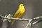 Yellow Warbler (Dendroica petechia) Singing