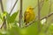 Yellow warbler dendroica petechia singing, animals, birds