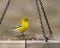 Yellow warbler at the feeder