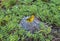 Yellow Warbler in the Galapagos Islands, Ecuador