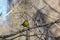 Yellow warbler resting and relaxing on a branch