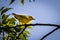 Yellow Warbler resting on a tree branch