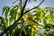 Yellow Warbler resting on a tree branch