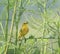 Yellow warbler singing