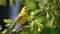 Yellow Warbler singing in Oakleaf Hydrangea Blossoms bird songbird