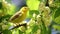 Yellow Warbler singing in Oakleaf Hydrangea Blossoms bird songbird