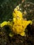 Yellow Warty Frogfish