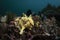 A yellow Warty Frogfish - Antennarius maculatus