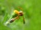 Yellow wasp
