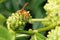 Yellow wasp on fruit of noni tree