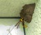 Yellow wasp making mud house in the corner of windows shield of wall, wild life, animal theme