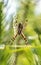 Yellow Wasp Spider Argiope bruennichi on cobweb grass