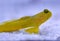 Yellow Watchman Goby