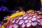 Yellow watchmen goby fish - Cryptocentrus cinctus