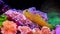 Yellow watchmen goby fish - Cryptocentrus cinctus