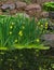 Yellow water iris