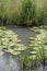 Yellow water lilies in a swamp