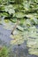 Yellow water lilies in a swamp