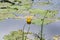 Yellow water lilies on the water surface