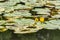 Yellow water lilies on the water surface