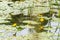 Yellow water lilies on the water surface