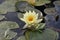 Yellow Water-Lily, brandy-bottle