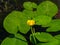 Yellow water-lily brandy-bottle or Nuphar lutea blooming at pond close-up, selective focus, shallow DOF