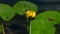 Yellow water-lily brandy-bottle or Nuphar lutea blooming at pond close-up, selective focus, shallow DOF