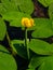 Yellow water-lily brandy-bottle or Nuphar lutea blooming at pond close-up, selective focus, shallow DOF