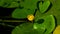 Yellow water-lily brandy-bottle or Nuphar lutea blooming at pond close-up, selective focus, shallow DOF