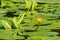 Yellow water-lily, flower closeup on a background of green leaves. Yellow water-lily leaves and flowers in a pond. Nuphar lutea or