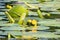 Yellow water-lily, flower closeup on a background of green leaves. Yellow water-lily leaves and flowers in a pond. Nuphar lutea or