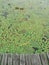 YELLOW WATER LILY FLOWERING IN THE POND