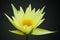 Yellow water lily isolated on black